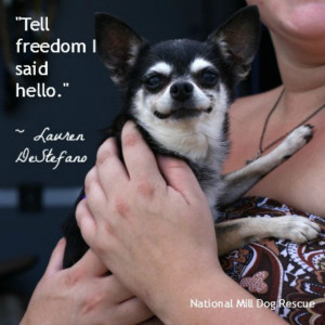 ... nmdr #rescuedogs #dogs #adoptdontshop #nopuppymills #happy #freedom