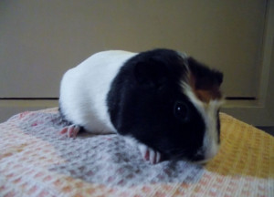 pet guinea pig sow £ 12 posted 1 year ago for sale rodents guinea pig ...