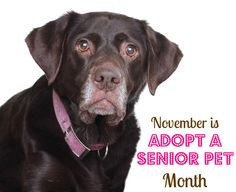 ... senior pet here -- PetFinder.com/promotions/adopt-a-senior-pet-month