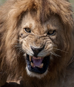 ... Panthera Leo, Lion Snarling, Body Art, Alternative Art, Snarling Lion