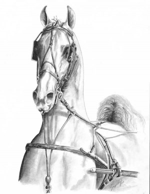 American Saddlebred Drawing