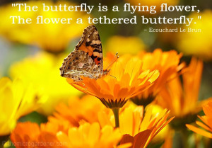 The butterfly is a flying flower, The flower a tethered butterfly.