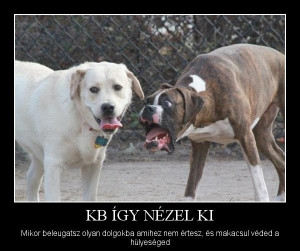 Cuki kutyák víz alatt