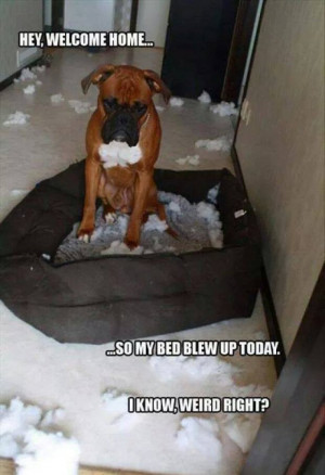 Funny Boxer Dog Meme