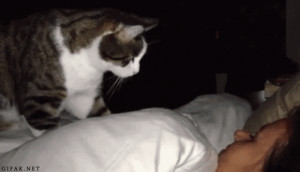 cat waking human 4:44 am gif