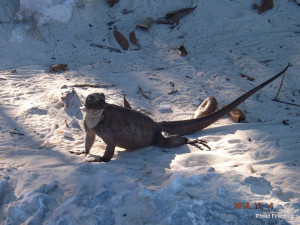 Gordon Gekko Quotes Of gordon gekko quotes as