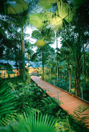 ... Tropical Rainforests, Rain Forests, Australian Rainforests, Travel