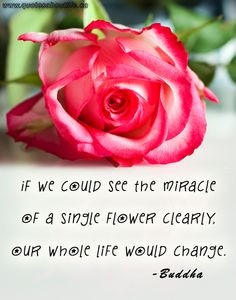 Quotes about life: If we could see the miracle of a single flower ...