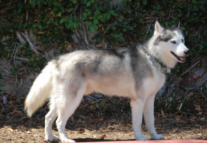 Husky German Shepherd Mix...