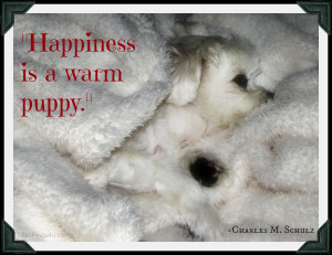 Dog Quotes: Happiness is a Warm Puppy – Gracie’s Favorite Blanket