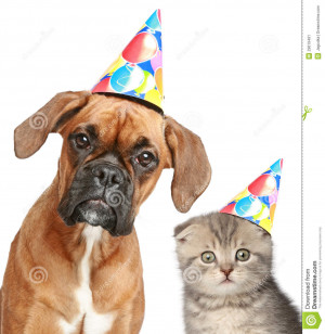 Happy Birthday Boxer Dog Pictures Boxer dog and scottish fold