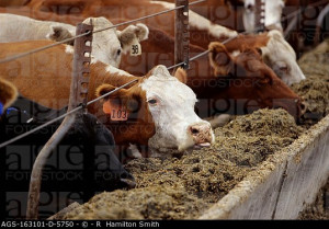 ... beef cattle feeding at a feed bunk at a beef feedlot / TX _ nr