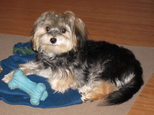 ... craig mactavish vs harvey the hound fema administrator w craig fugate