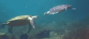 disney finding nemo turtles sea turtles