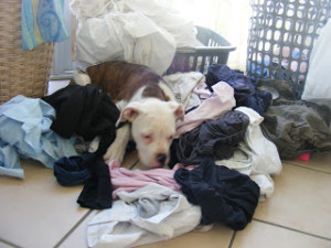 Whoever said you can't buy happiness forgot about puppies.