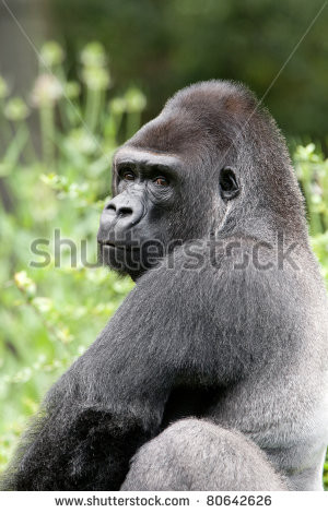 Greatanimalwallpapers View Big Black Gorilla Html