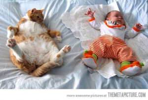 Funny photos funny fat cat baby bed