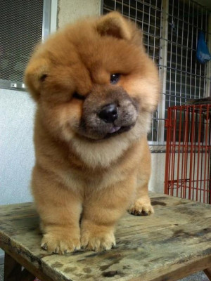 adorable puppies cute dogs CUTEST DOG EVER chow chow appreciation post ...