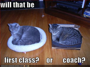 funny-pictures-cat-airplane-first-class-coach