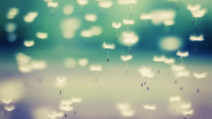 唯美蒲公英桌面壁纸 1280x800（ 12 张）