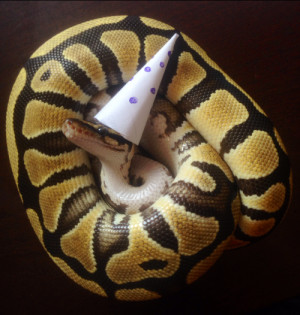 snakes-in-hats