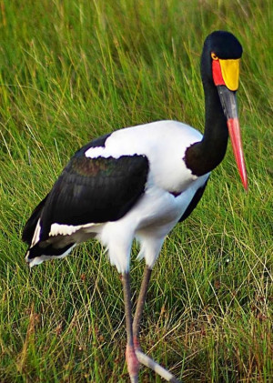 Saddle-billed Stork from Africa via Bird's Eye View at www.Facebook ...