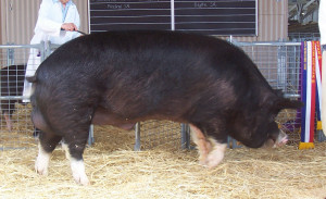 Napoleon (a pig)