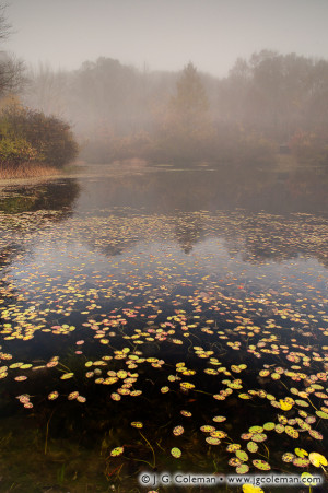 ... Beaver Pond, Edwin Way Teale Audubon Sanctuary, Hampton, Connecticut