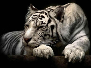 the white tiger wallpapers white tiger desktop wallpapers white tiger ...