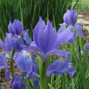 view original image )