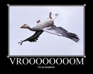 funny goose as good idea if favorite funny a weird animal