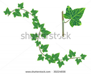 Ivy design elements isolated on white, long branch with leaves and ...