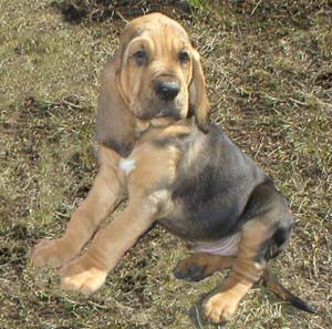 Bloodhound Puppies Breeders Bloodhounds