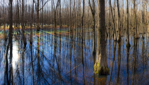 Winter Morning Light Swamp