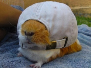 10 Guinea Pigs Wearing Funny Hats