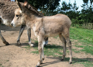 Little Donkey Lynn Greyling