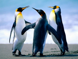 Penguins Habitat Population and Type Penguins