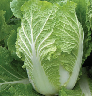 View the World Kitchen Orient Surprise F1 Chinese Cabbage Seeds