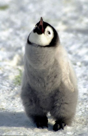 Emperor Penguin Chick - Animal Facts and Information