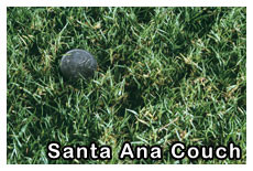 Santa Ana Couch Grass