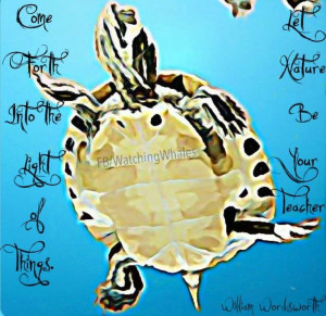 Turtle quote via www.Facebook.com/WatchingWhales