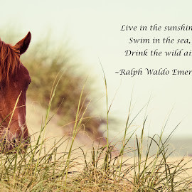 ... Quotes & Sentences ( wild horse, obx, quote, ocean, ralph waldo