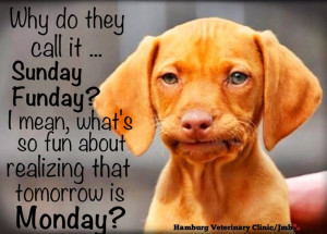 Sunday Humor - Dog Cute: Mondays are not always easy, are they? If you ...