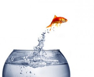 Learn English Idioms: “A fish out of water”