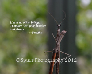 Young Praying Mantis with Quote Original 5x5 Metallic Photo