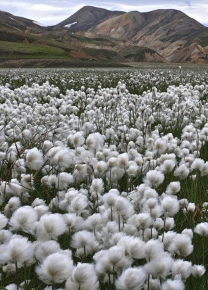 Passport Usage by cristina