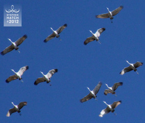 The story of bird migration is the story of promise - a promise to ...