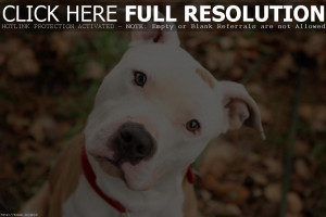 Image for Cute Pitbull Dog Quotes