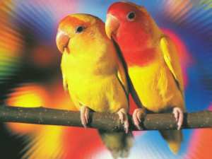 Lovebirds1 Top 10 Best Kind Of Pet Parrots