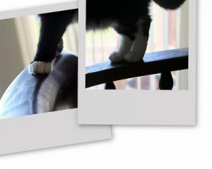 animal equality quotes